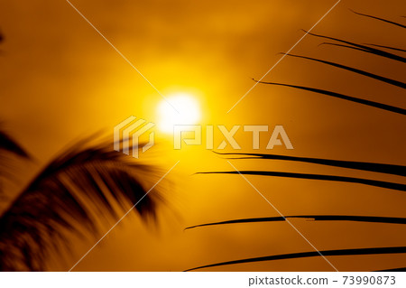 Colorful golden sunset, evening skies through the coconut leaves pattern, 73990873