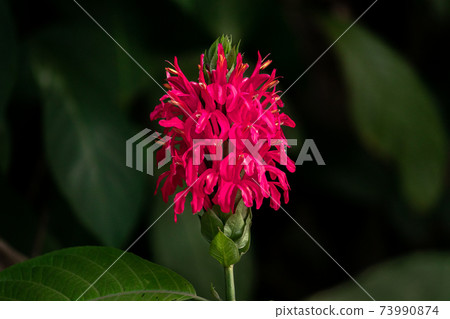Wild bright dark pink color flower against a dark background, 73990874