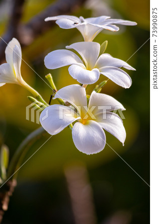 Plumeria flowers close up, one of the greatest smells of flowers in nature. three flowers inlined vertically. 73990875