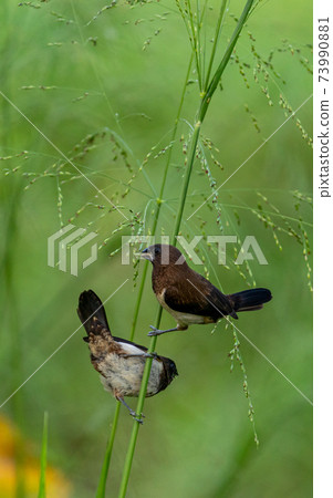 Pair of White-rumped Munia birds eating small seeds, green natural soft background, also known as locally (vee kurulla) 73990881