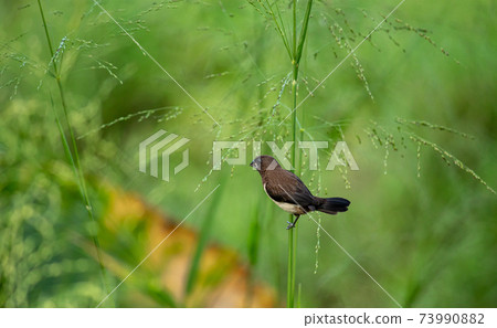 Isolated White-rumped Munia bird eats seeds in the grass. these small cute birds are common in rice paddy fields in Sri Lanka 73990882