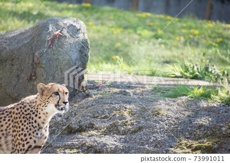 Cheetah Cheetah 73991011