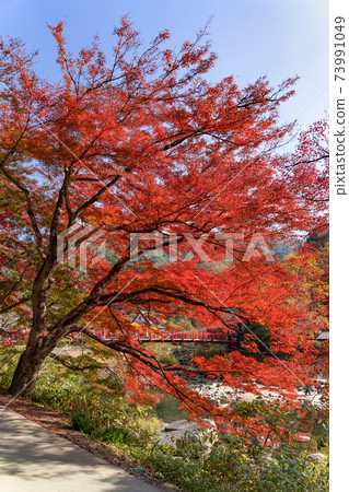 Korankei在秋天的顏色古蘭經橋Tomagawa 73991049