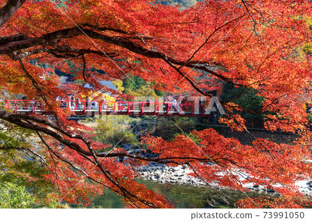 Korankei在秋天的顏色古蘭經橋Tomagawa 73991050