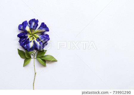 blue flower butterfly pea local flora of asia arrangement flat lay postcard style blue flower butterfly pea local flora of asia arrangement flat lay postcard style 73991290