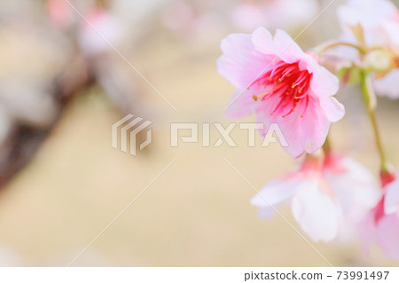 櫻花（Hikanzakura） 73991497