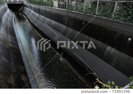 Shibuya River 73991598