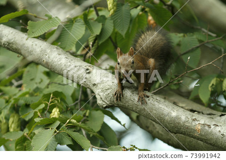 Ezo松鼠ezo松鼠北海道野生動物 照片素材 圖片 圖庫