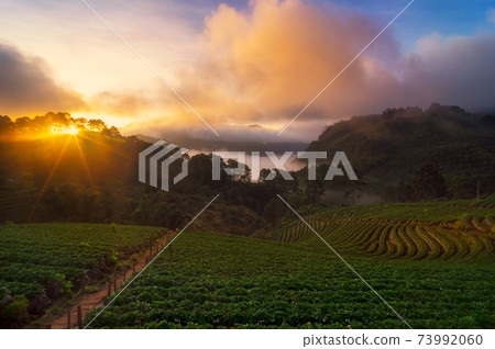 Sunrise over Strawberry Farm. Sunrise over Strawberry Farm. 73992060