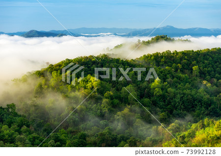 Beautiful mist over green forest on mountain. Beautiful mist over green forest on mountain. 73992128