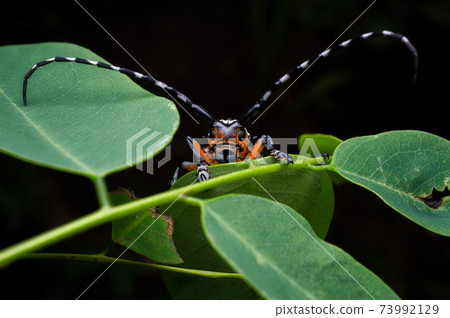 Threnetica lacrymans Threnetica lacrymans 73992129