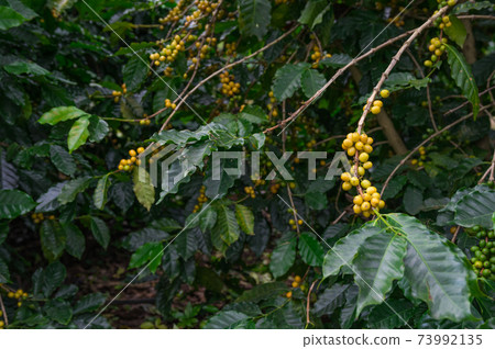 coffee background. coffee background. 73992135