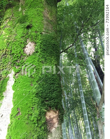 一棵長滿苔蘚的大樹靜靜地聚集在竹叢中 一棵長滿苔蘚的大樹靜靜地聚集在竹叢中 73992164