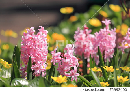 Hyacinth and Ryukinka 73992400