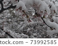 Snow cherry tree 73992585