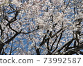 Cherry Blossoms	 73992587