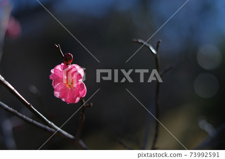 January Plum blossom 73992591