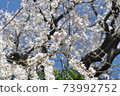 Cherry tree in full bloom  73992752