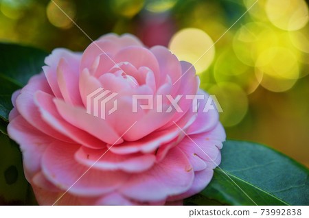 少女山茶花的閃光 少女山茶花的閃光 73992838
