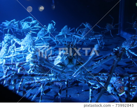 Japanese spider crab 73992843