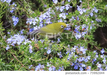 Rosemary wet in the rain and Japanese white-eye sucking honey Rosemary wet in the rain and Japanese white-eye sucking honey 73992844