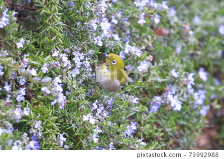 迷迭香在雨中濕透，日本白眼吮吸蜂蜜 73992988