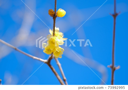January Japanese allspice (Japanese allspice) Annaka City, Gunma Prefecture January Japanese allspice (Japanese allspice) Annaka City, Gunma Prefecture 73992995