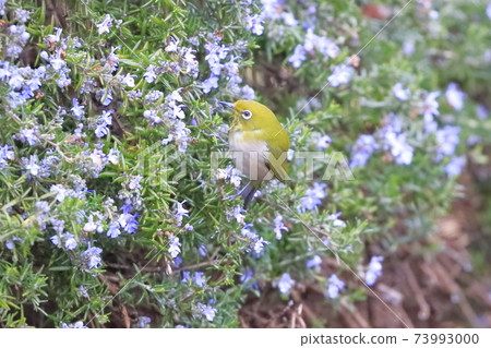 Rosemary wet in the rain and Japanese white-eye sucking honey 73993000
