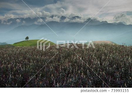 green field of rice terrace againts sky green field of rice terrace againts sky 73993155