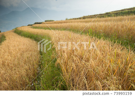 green field of rice terrace againts sky 73993159