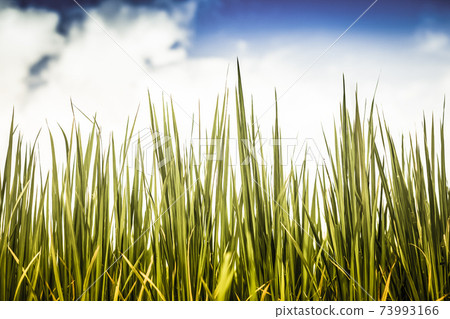 green field of rice terrace againts sky green field of rice terrace againts sky 73993166