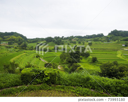 Scenery of rice terraces in Asuka village Scenery of rice terraces in Asuka village 73993180