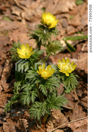 Amur Adonis Fukujusou Spring In Hokkaido Stock Photo