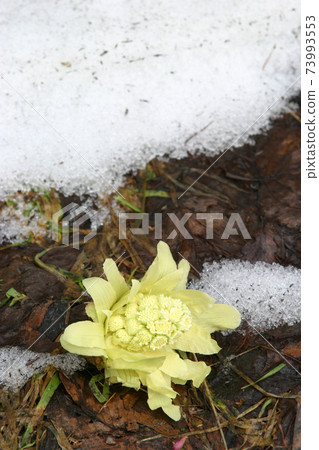 北海道Fukinoto Fukinoto春天 73993553