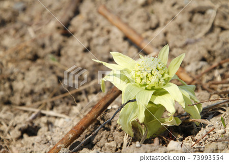 北海道Fukinoto Fukinoto春天 73993554