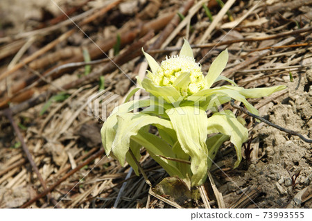 北海道Fukinoto Fukinoto春天 73993555