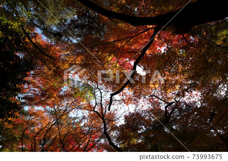 Autumn leaves in Shuzenji Nature Park Autumn leaves in Shuzenji Nature Park 73993675