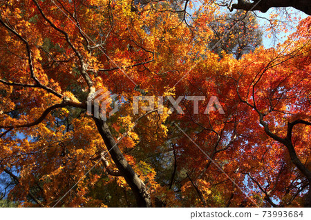 Autumn leaves in Shuzenji Nature Park Autumn leaves in Shuzenji Nature Park 73993684