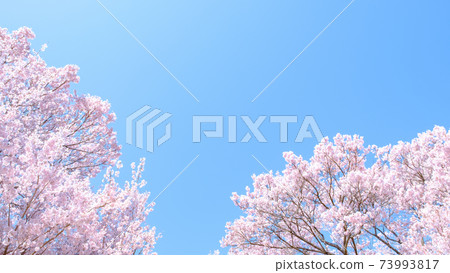  Cherry blossoms and blue sky 73993817