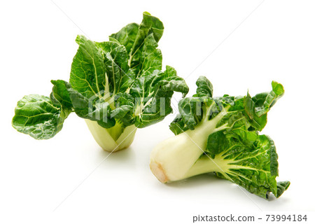 迷你廣東大白菜 73994184