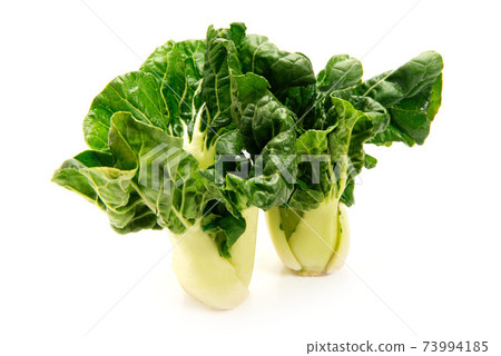 Mini Cantonese Chinese cabbage Mini Cantonese Chinese cabbage 73994185