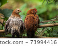 chickens standing on ground looking to camera 73994416