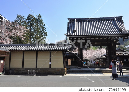 鎌倉市的千鳥寺,盛開的櫻花和藍天 鎌倉市的千鳥寺,盛開的櫻花和藍天 73994499