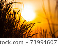 silhouette grass againts sunrise 73994607