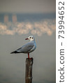 seagull standing with sky sunset background 73994652
