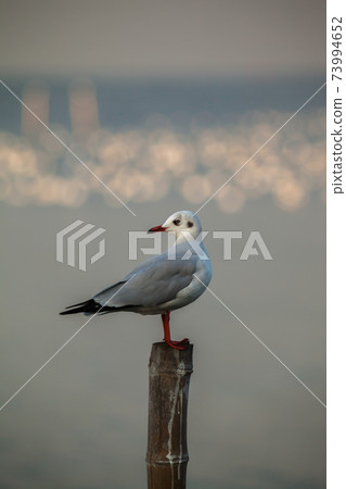 seagull standing with sky sunset background 73994652