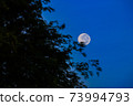 tree in the forest againts moon 73994793