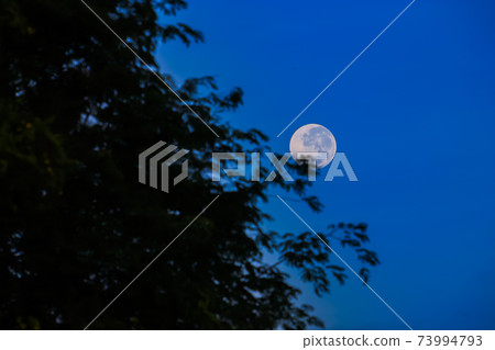 tree in the forest againts moon 73994793