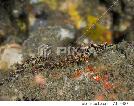 Mating of the sea urchin (Mergui Archipelago, Myanmar) Mating of the sea urchin (Mergui Archipelago, Myanmar) 73994821