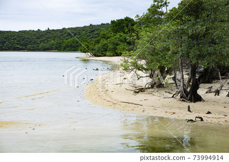 Iriomote Island Mangrove, Coast at Low Tide 73994914